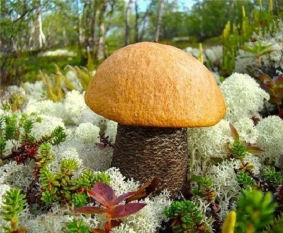 Черничный гриб