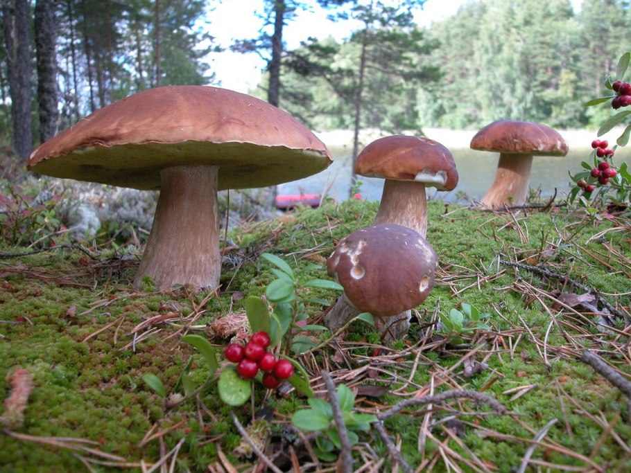 Грибы на Командорских островах