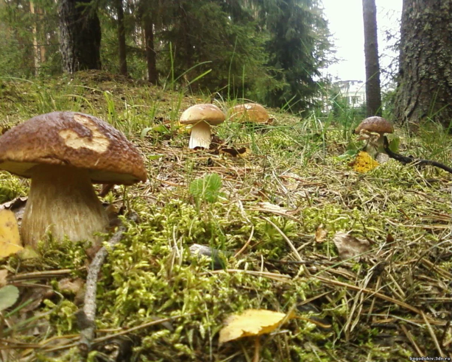 Гриб вблизи