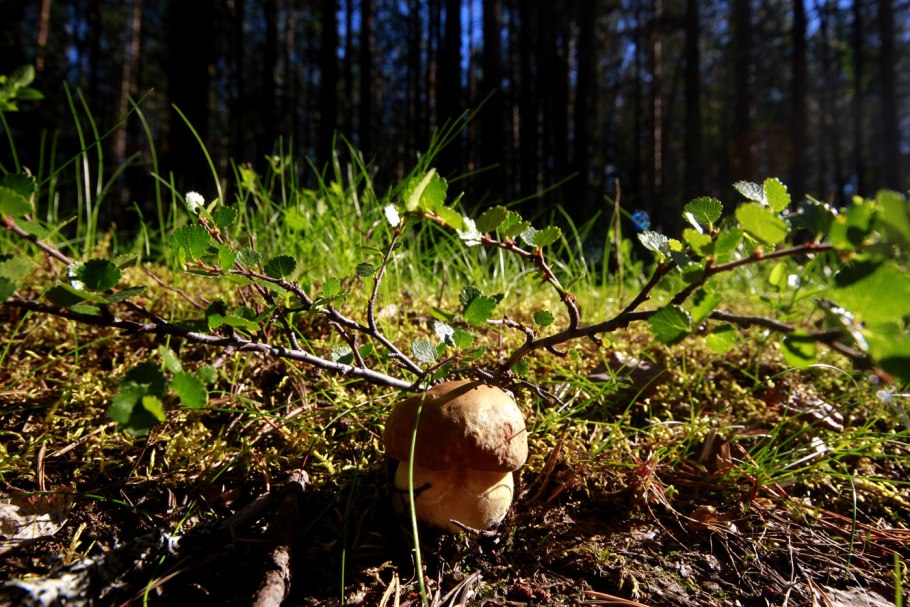 Боровик гриб тундры Республика Коми