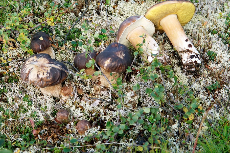 Грибы боровики в тундре