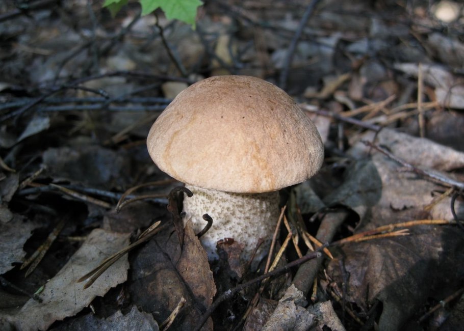 Грибы в Пензенской области