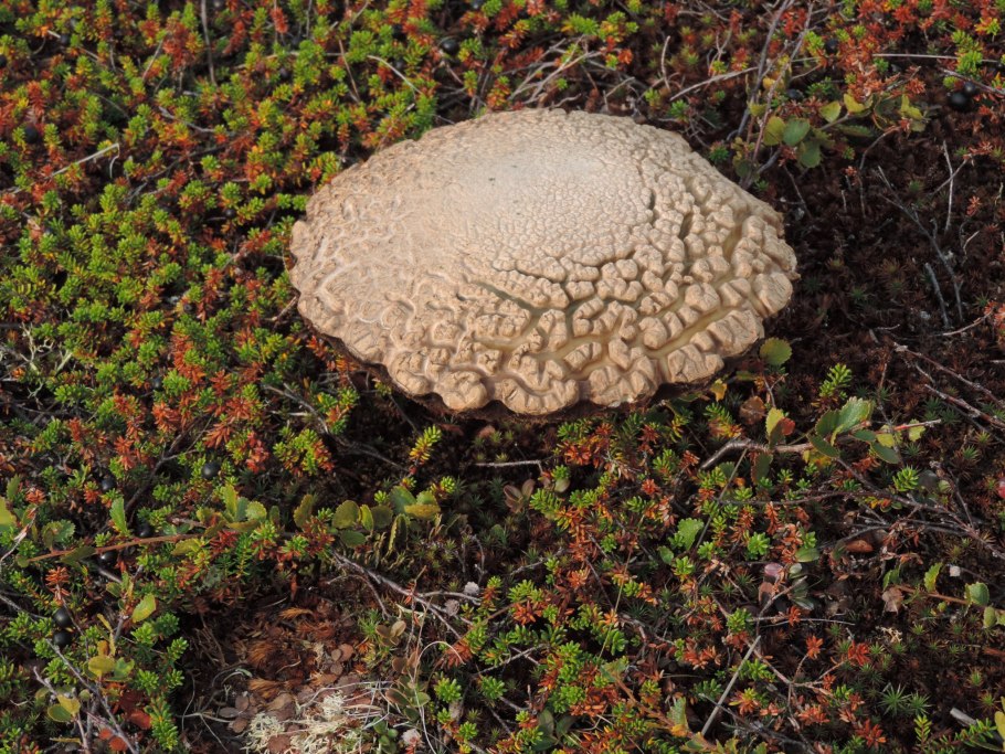 Олений гриб Ямал
