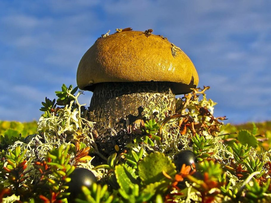 Грибы Кольского полуострова