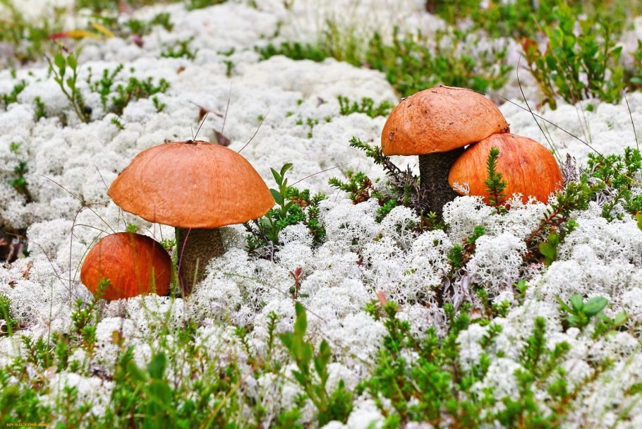 Подосиновики на Кольском полуострове