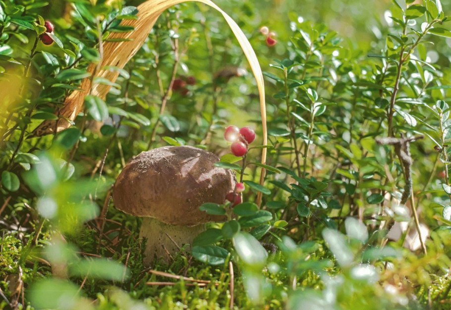 Береза карликовая Мурманская