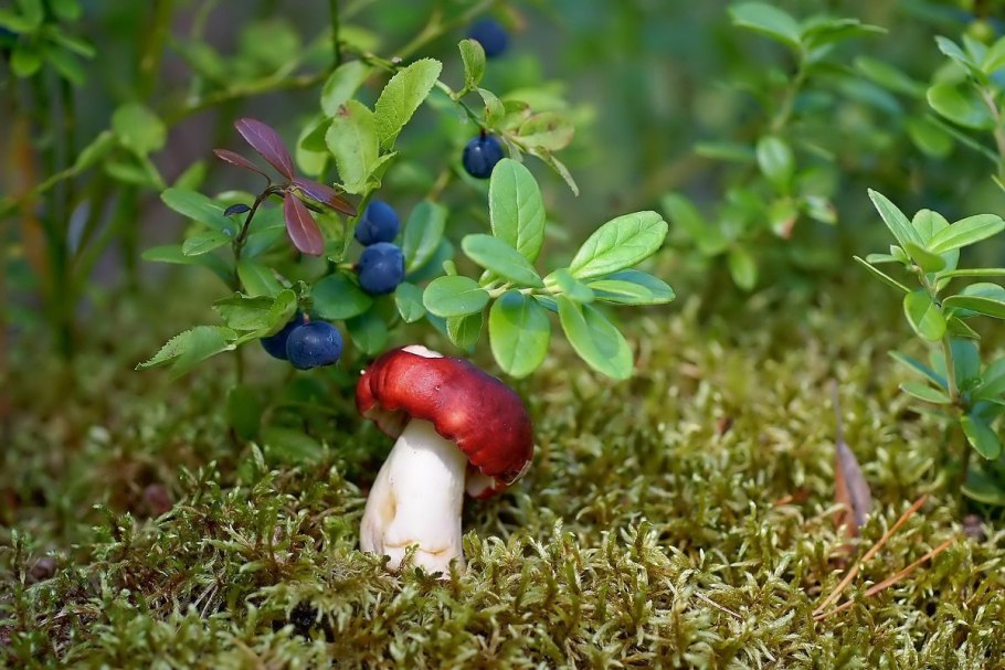 Грибы Кольского полуострова