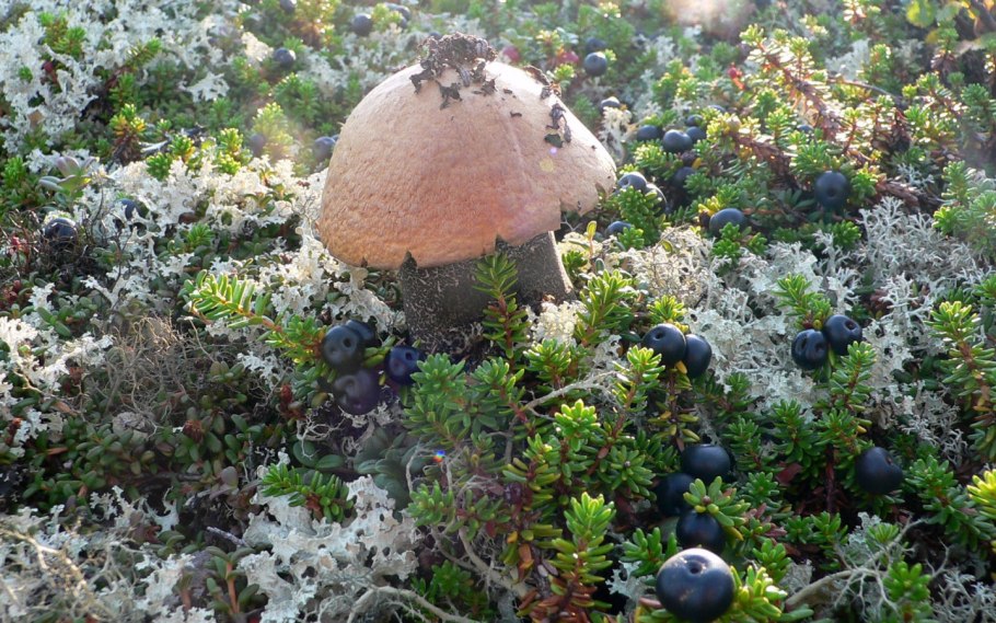 Ямал тундра ягоды грибы