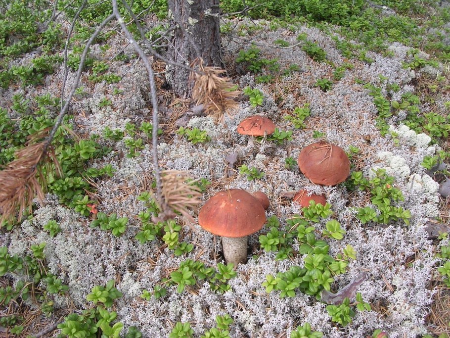 Грибы лес мох