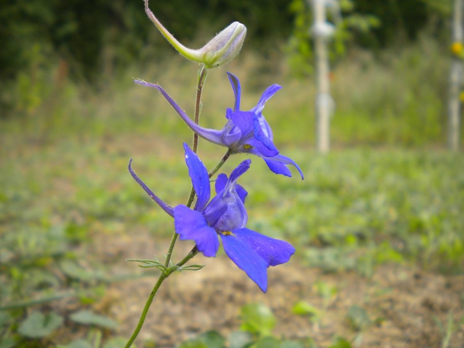 Живокость Полевая ботаника