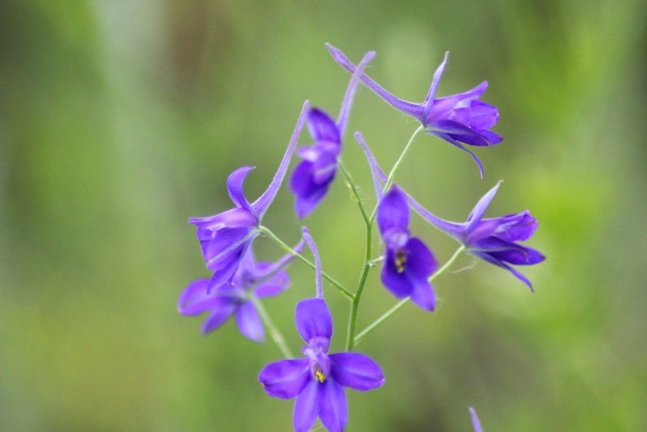 Дельфиниум живокость Полевая
