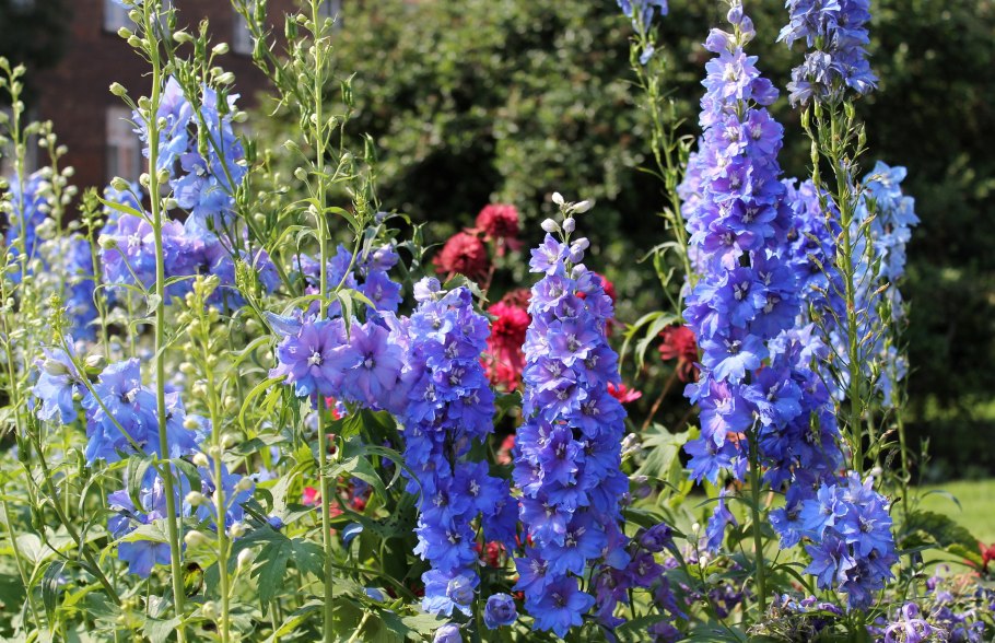 Корни луковичные дельфиниум