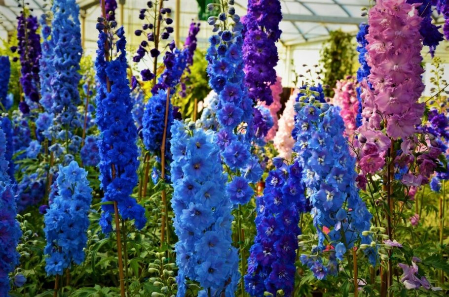 Дельфиниум Элатум