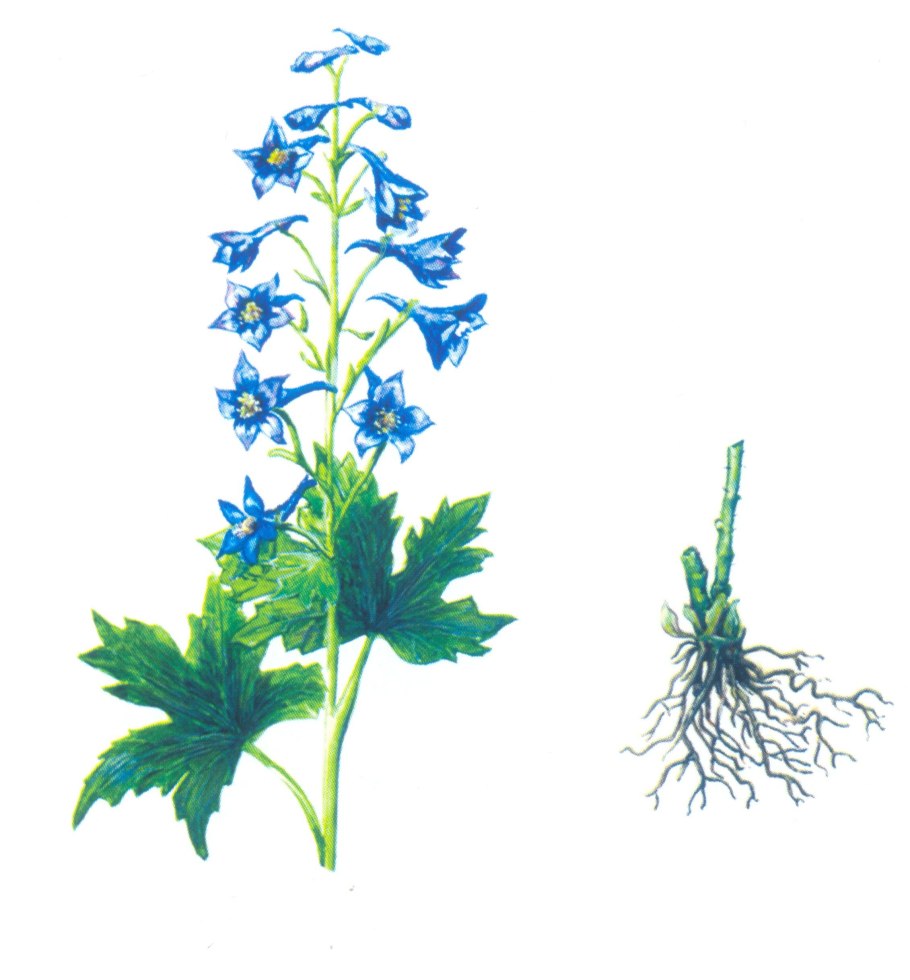 Дельфиниум Империал