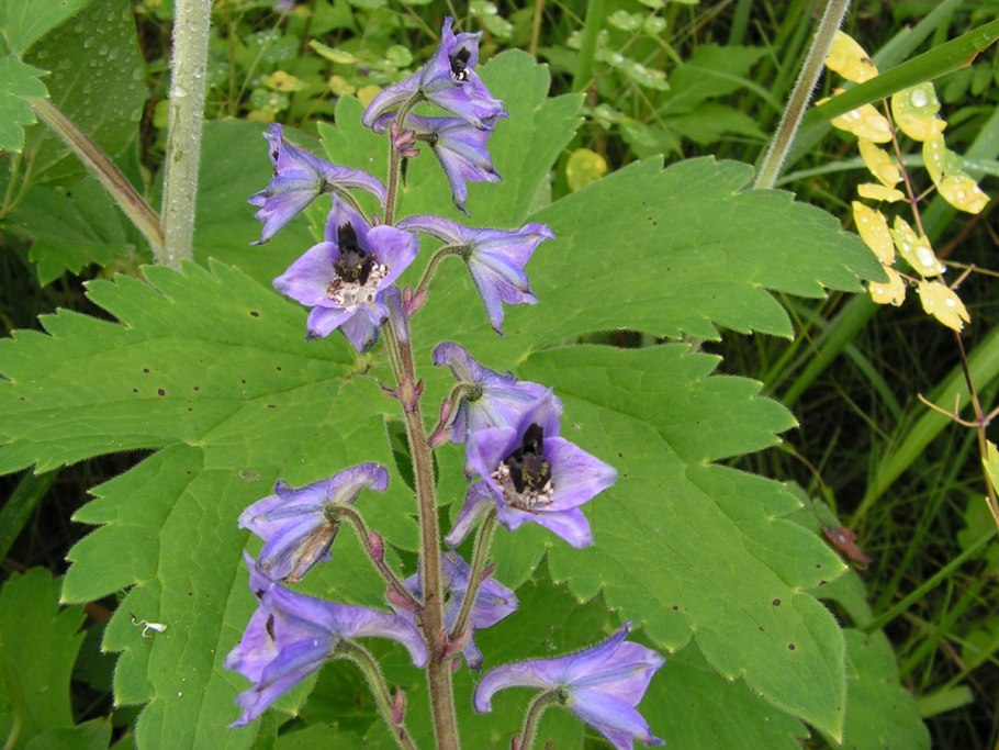 Дельфиниум Кристель