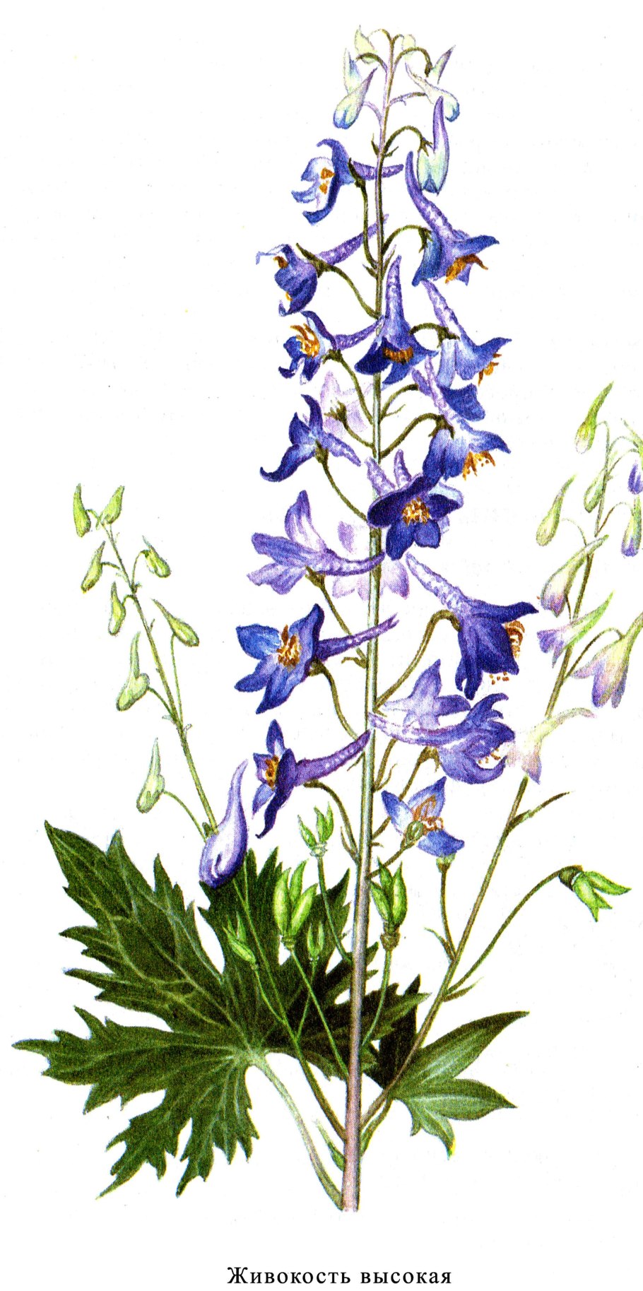 Delphinium flexuosum