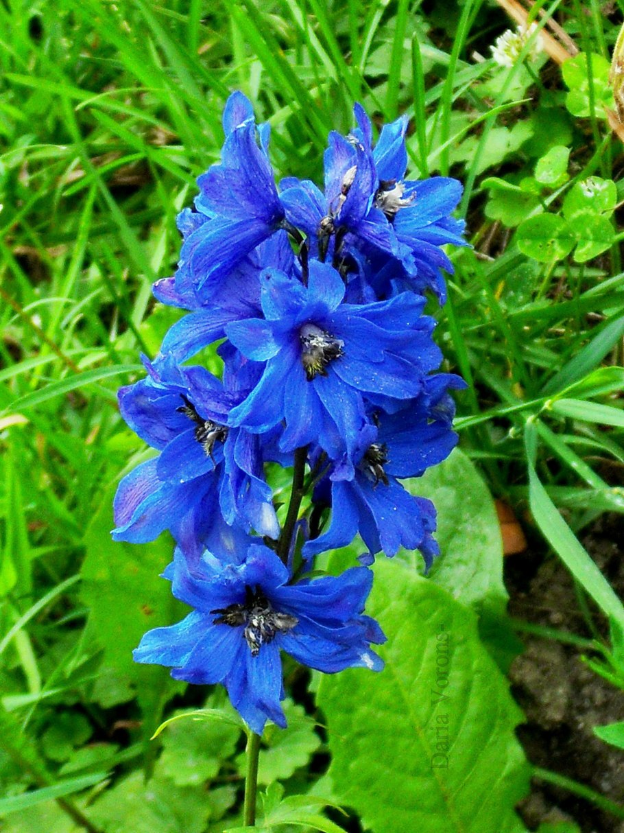 Живокость Полевая (consolida regalis)