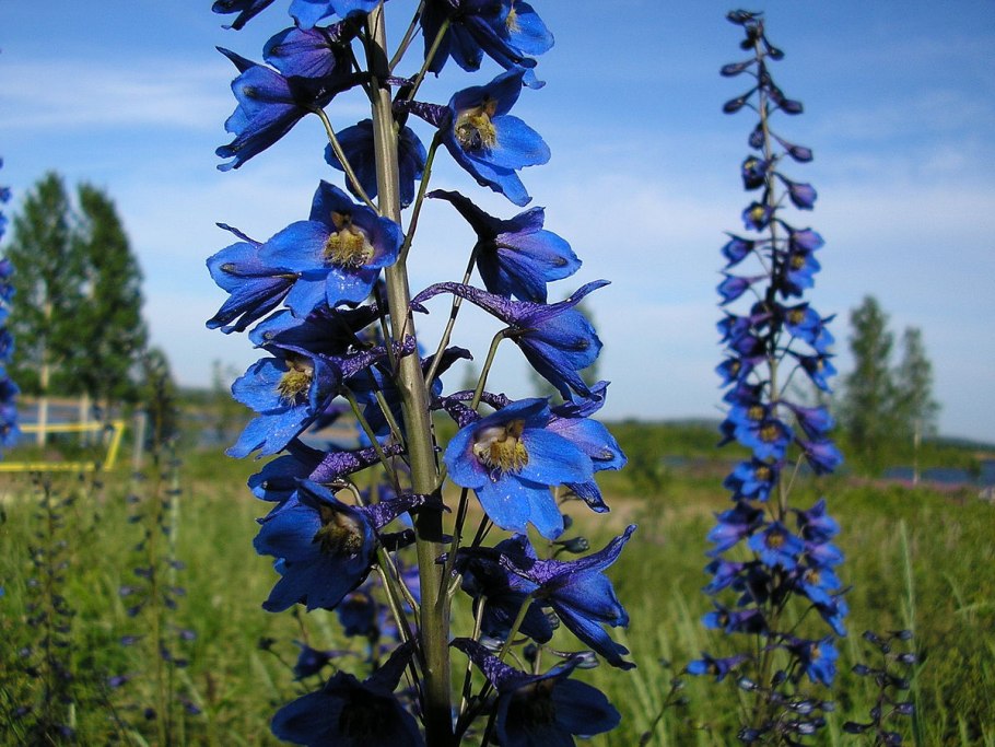 Дельфиниум Christel