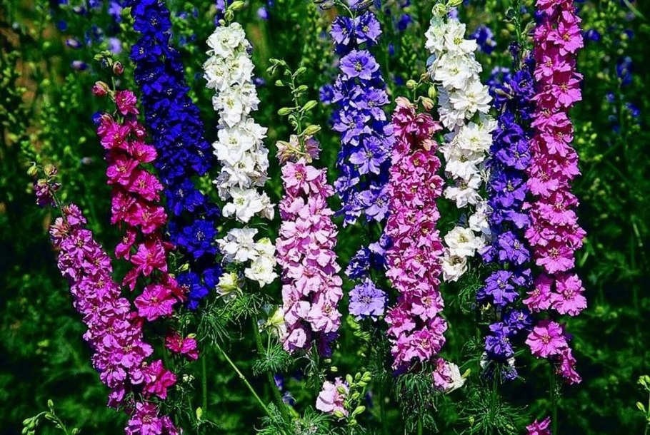 Дельфиниум Кирсти