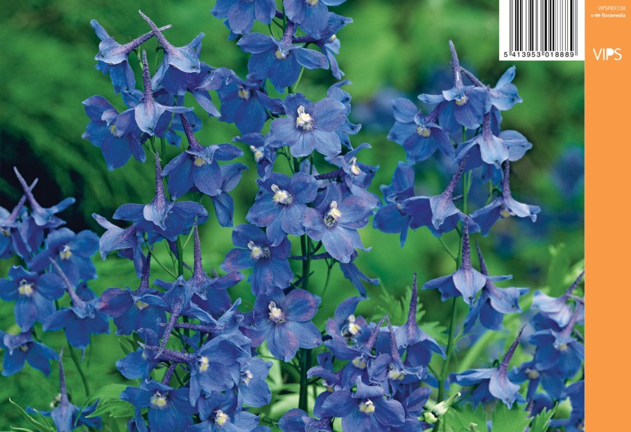 Дельфиниум живокость Полевая Ларкспур