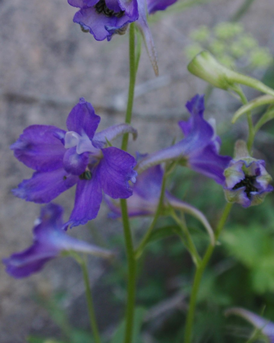 Живокость Восточная Delphinium orientale