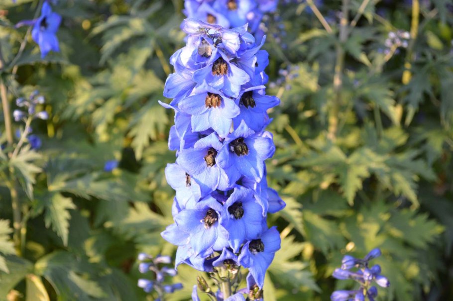 Дикий дельфиниум живокость