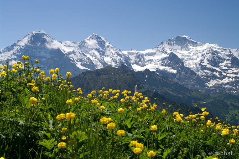 Швейцария Альпы цветы