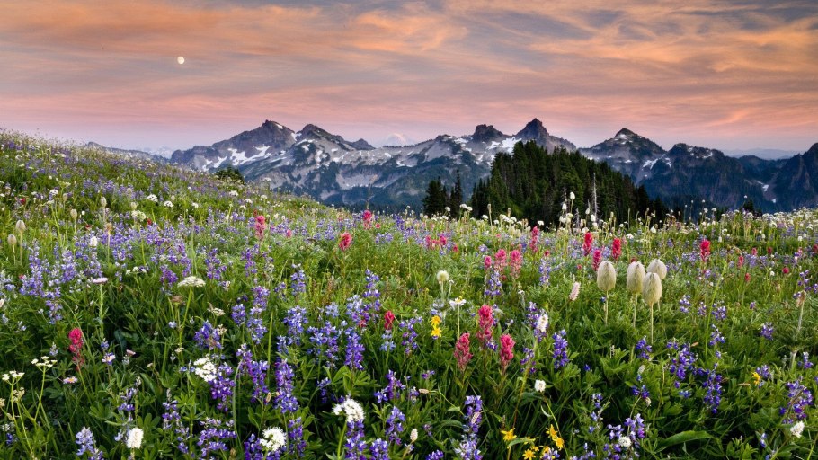 Альпийские Луга Швейцария