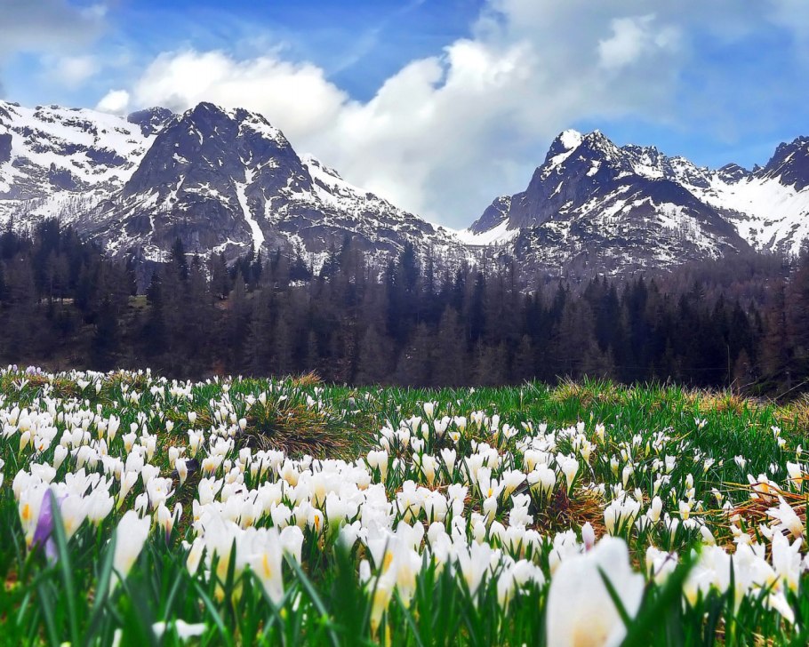 Альпийские Луга Кавказа . Эдельвейс