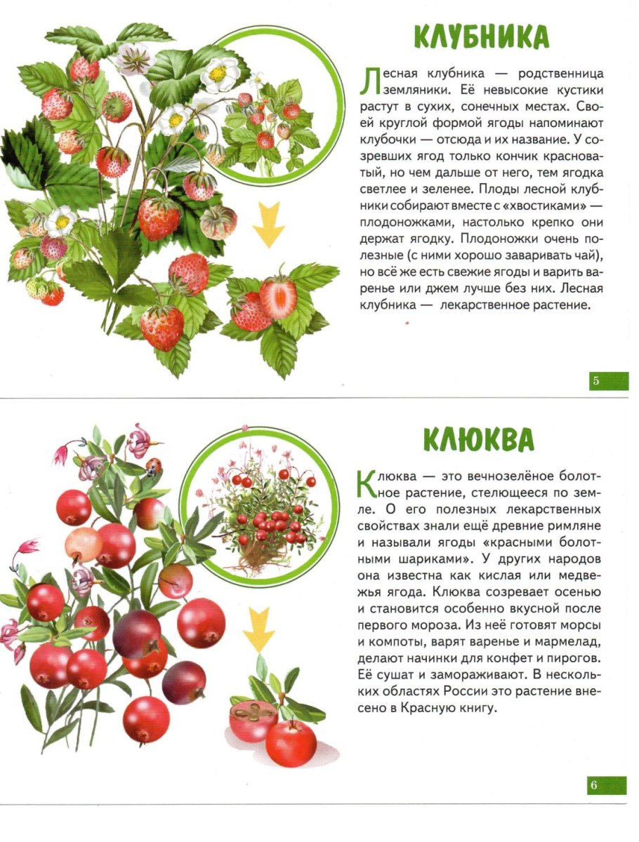 Ашкьюди Лесные ягоды