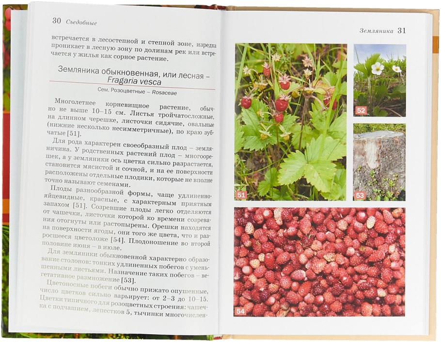 Схема растения земляника