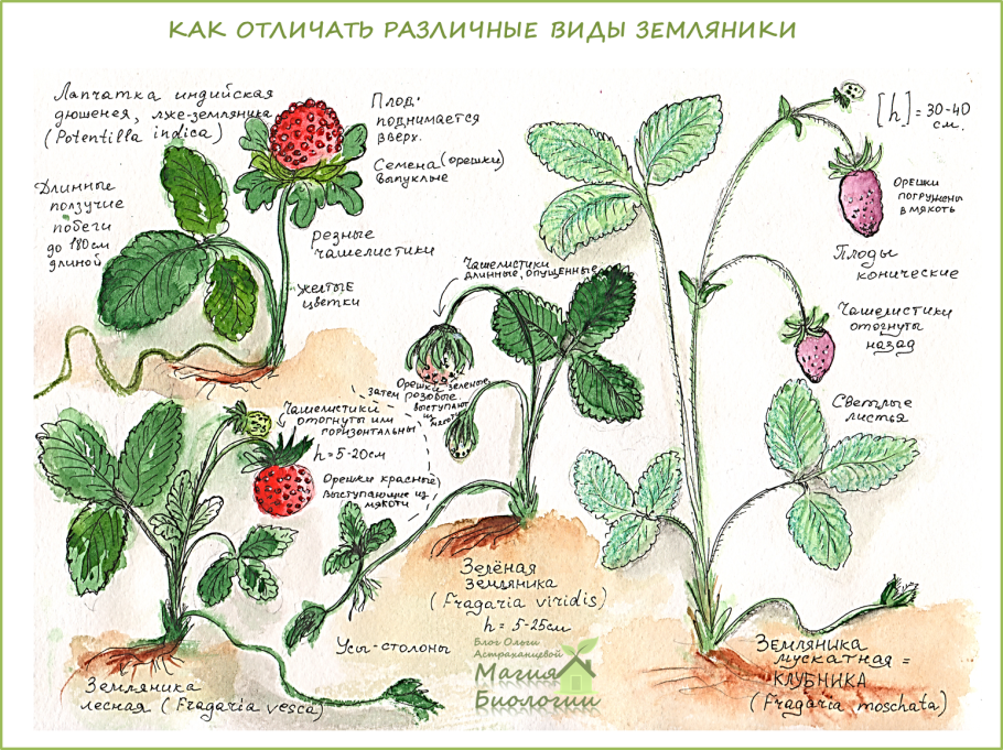 Ягоды названия