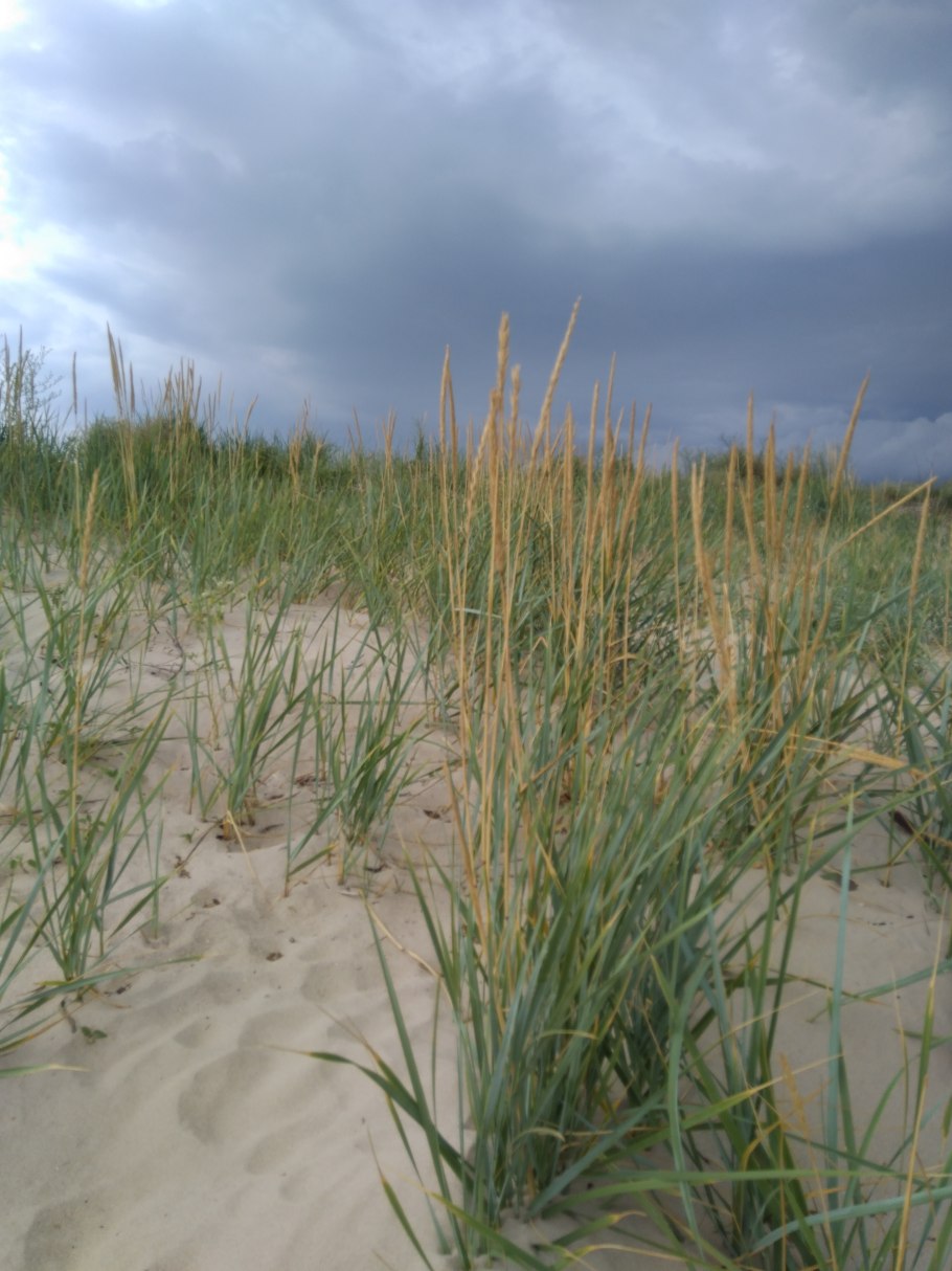 Колосняк краткое описание