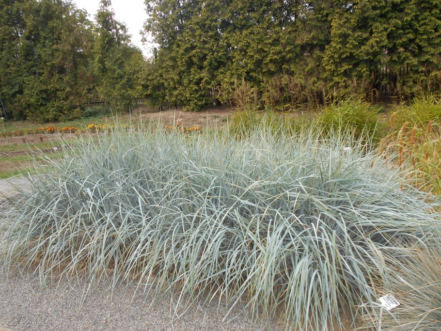 Пустынная сирень Гребенщик