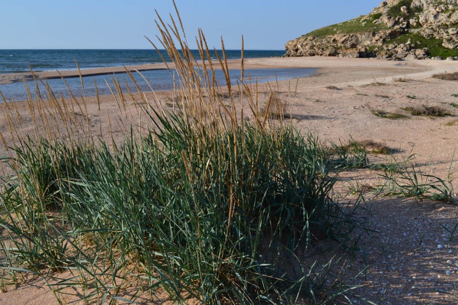 Элимус магелланский