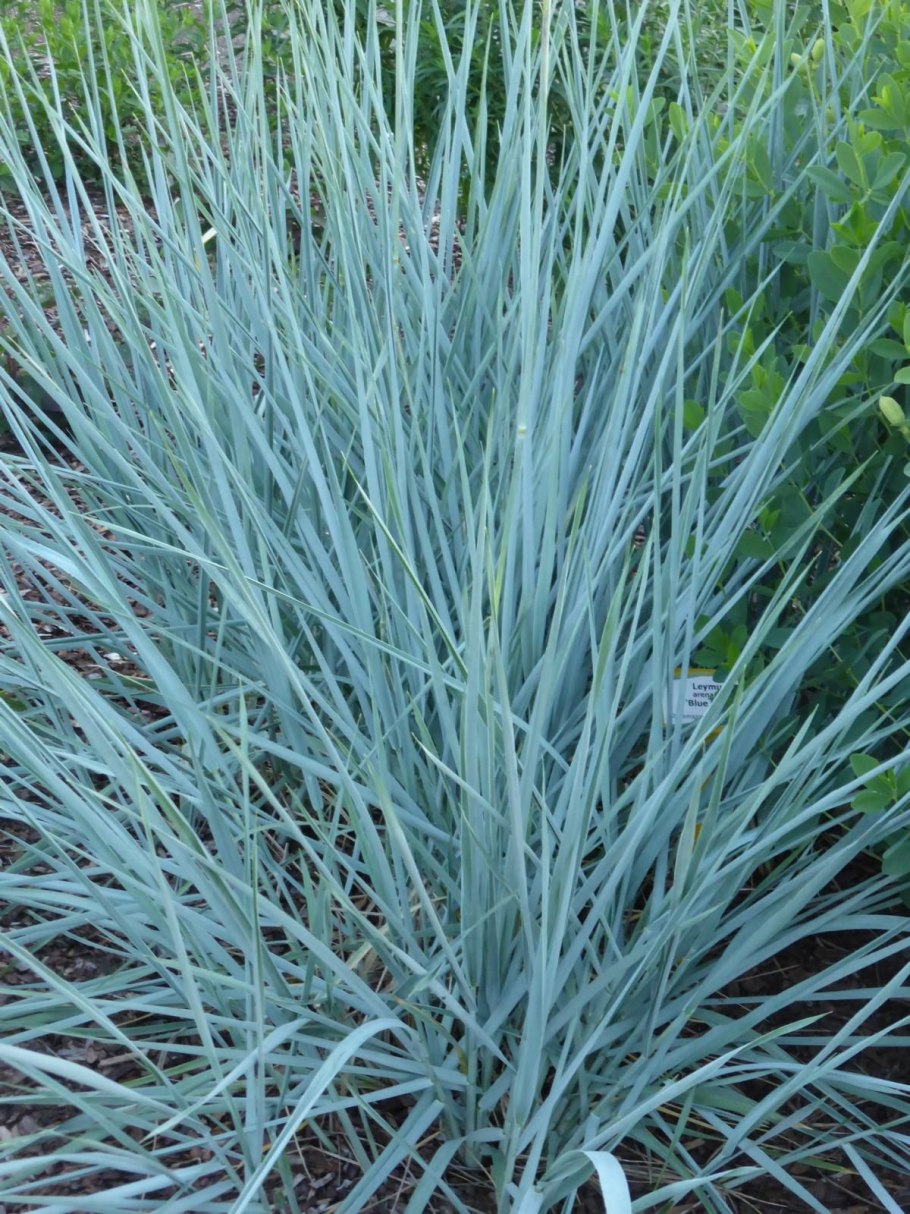 Колосняк песчаный (Leymus arenarius)