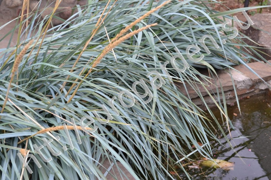 Колосняк (Leymus)