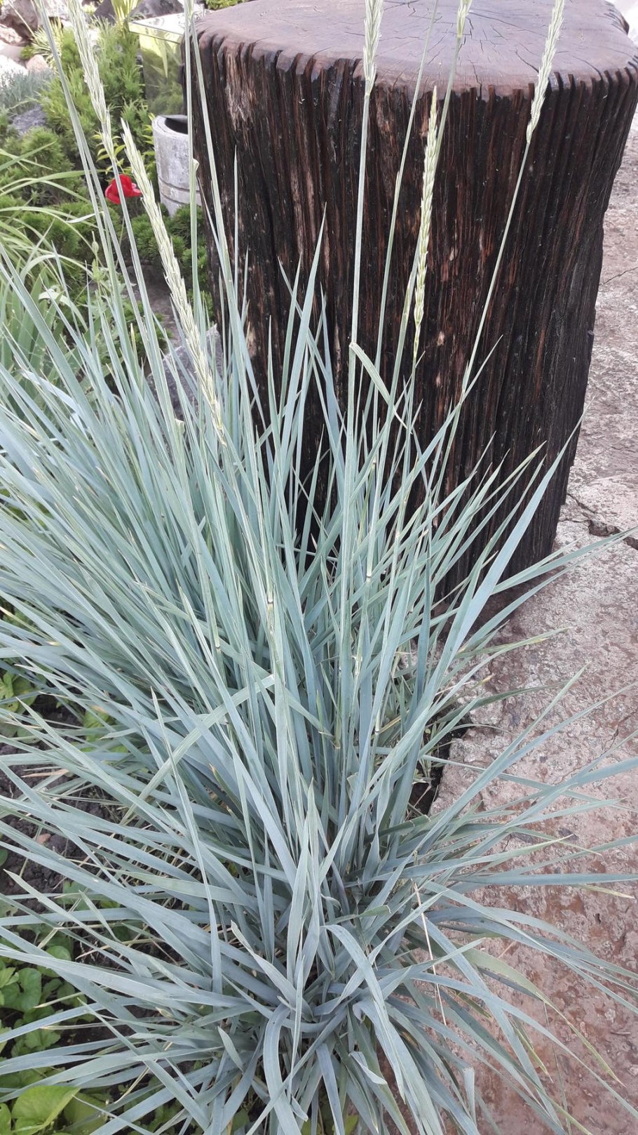 Колосняк (Leymus)