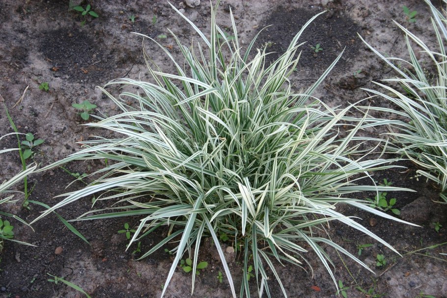 Элимус фото