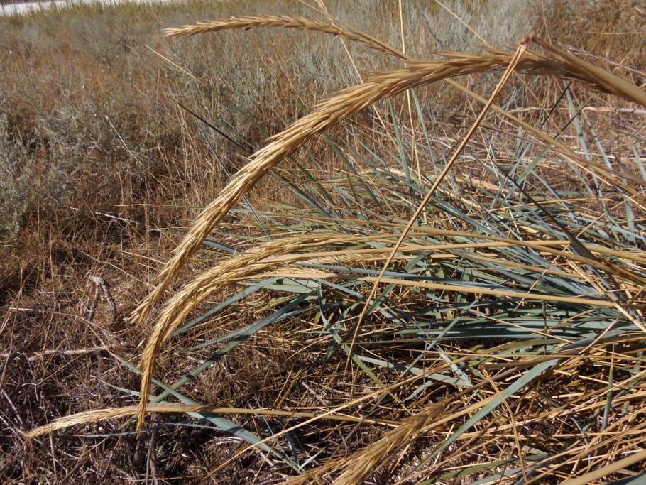 Элимус песчаный (Элимус голубой) –