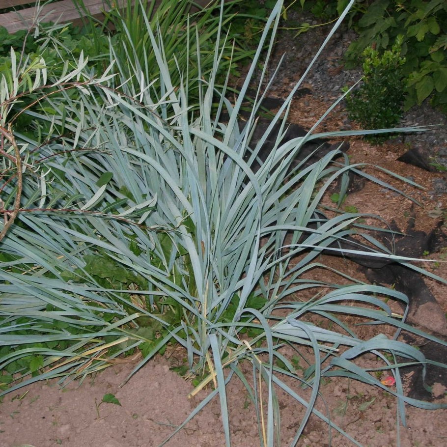 Осока Песчаная растет в дюнах