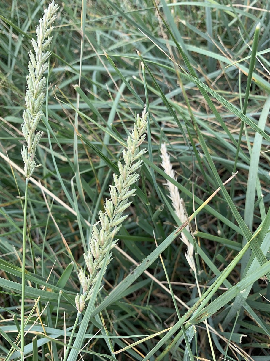 Элимус песчаный