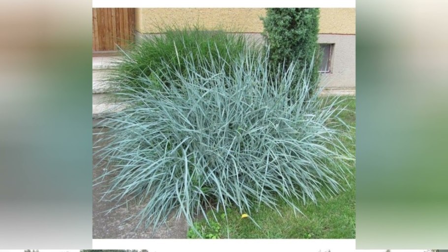 Волоснец (колосняк) песчаный