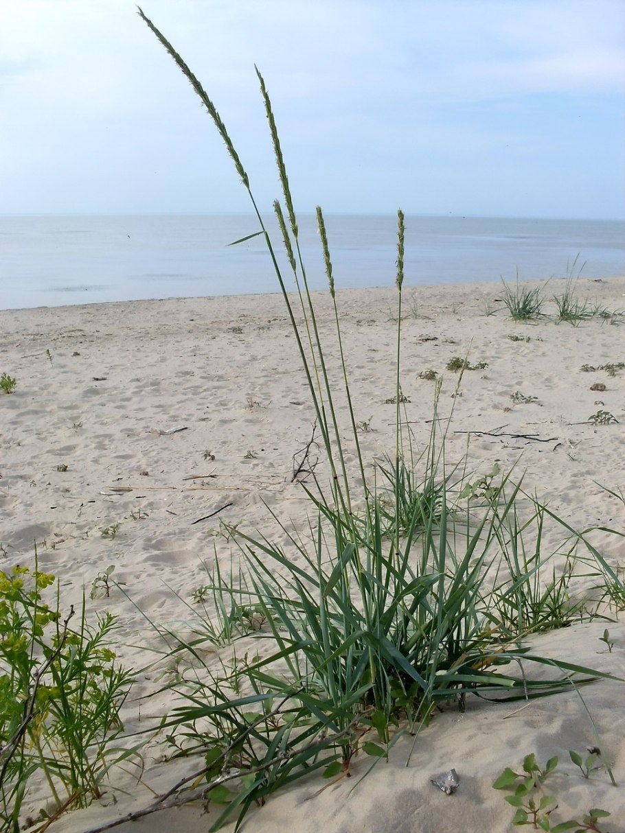 Трава Элимус