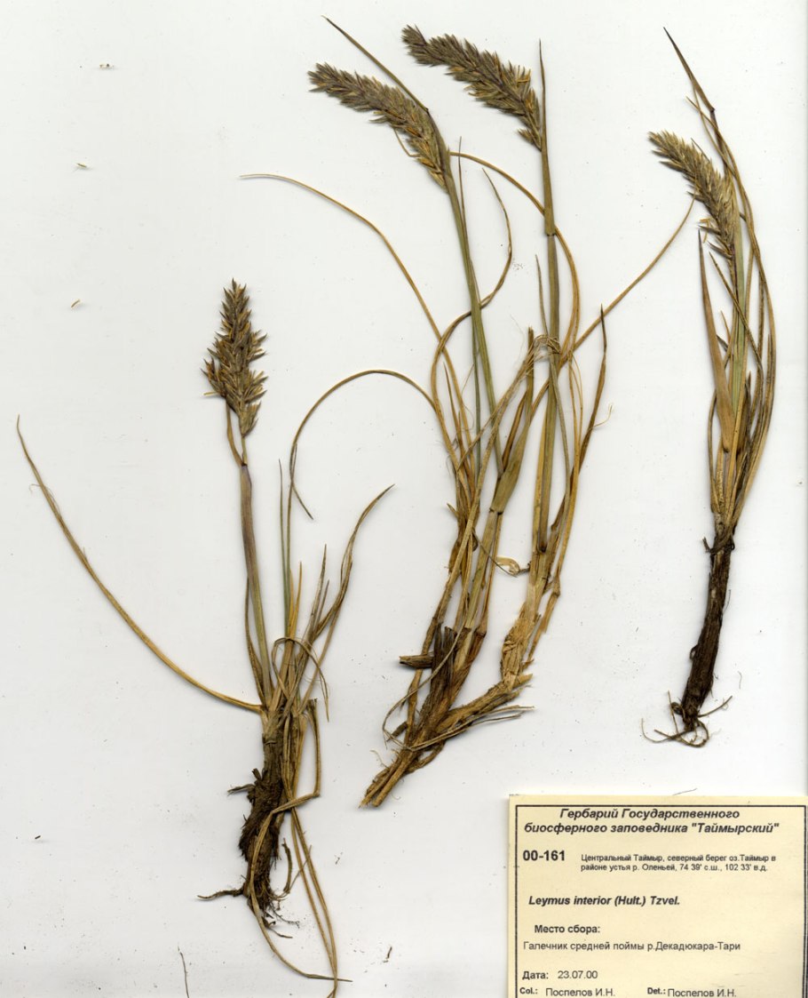 Генерал майор