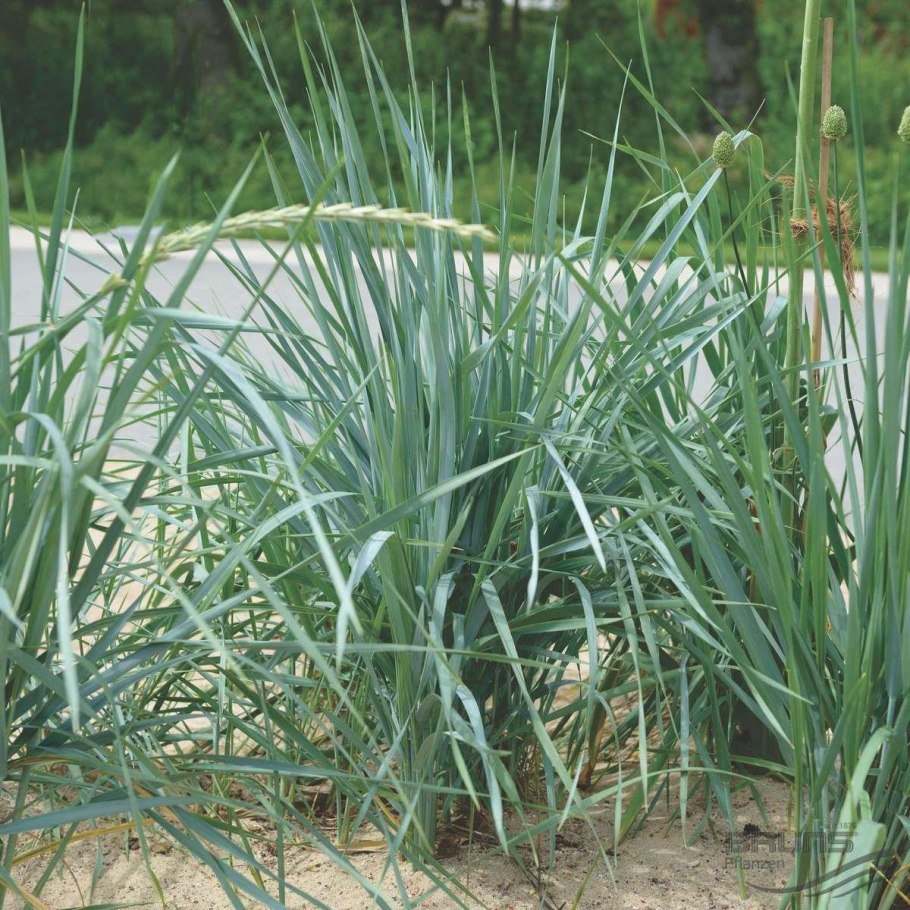 Полынь, колосняк, верблюжья колючка, солянка, джузгун.