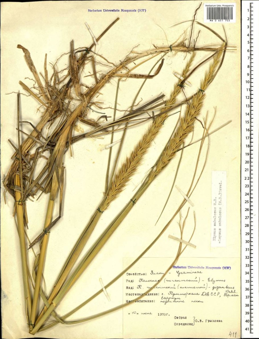 Колосняк песчаный Элимус голубой