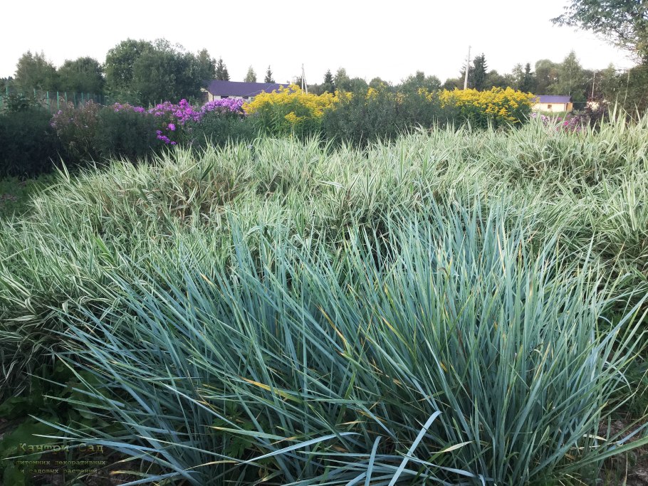 Колосняк песчаный в пустыне