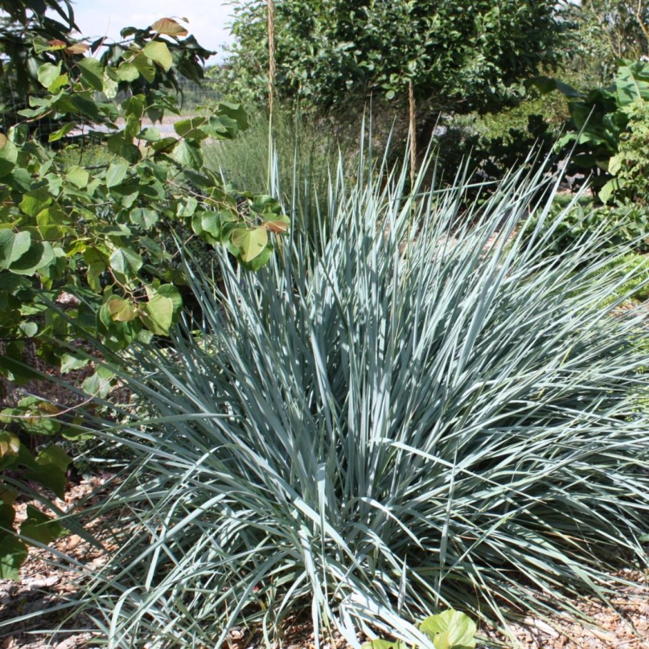 Элимус песчаный (Элимус голубой) –