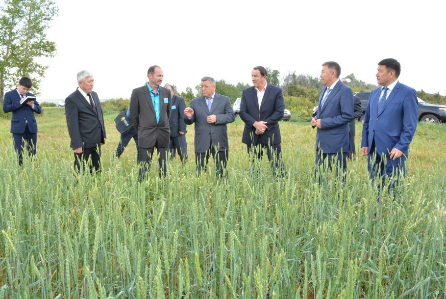Овсец вечнозелёный ( Helictotrichon sempervirens)